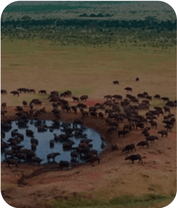 Africa
